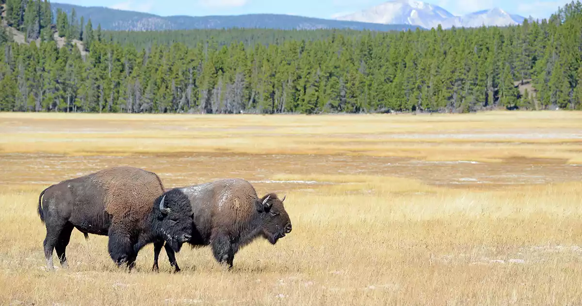 Bison vs. Buffalo The Beef
